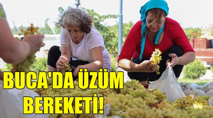 Buca da üzüm bereketi!