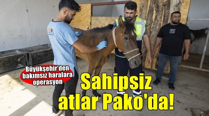 Buca daki haralara terk edilen sahipsiz atlar Pako da