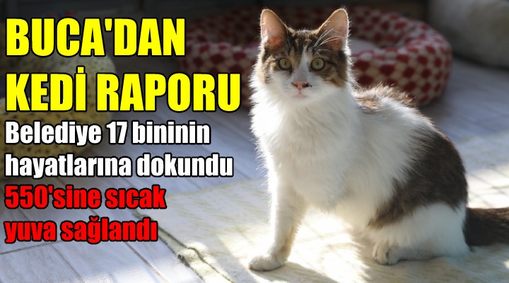 Buca dan kedi raporu: 17 binine destek verildi!