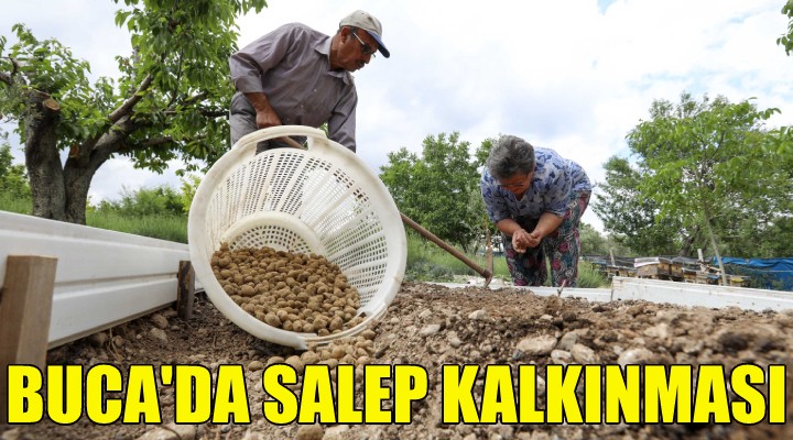 Buca kırsalında salep kalkınması!