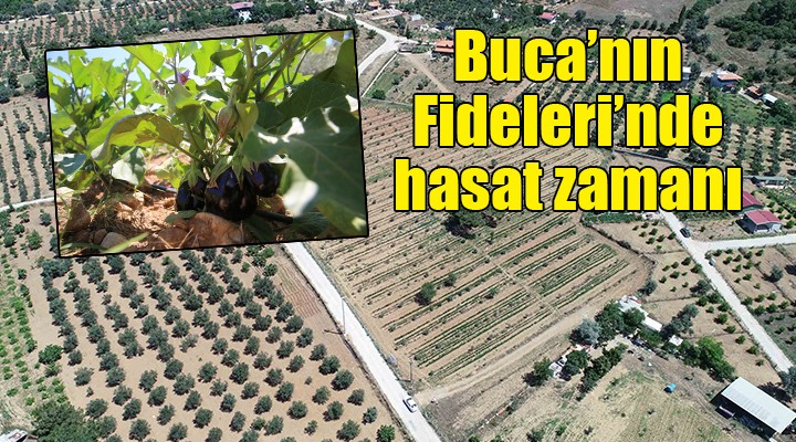 Buca nın Fideleri nde hasat zamanı...