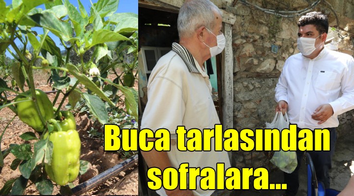 Buca tarlasından sofralara...