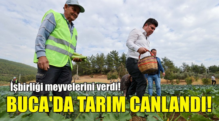 Buca yeniden tarım kenti oluyor!