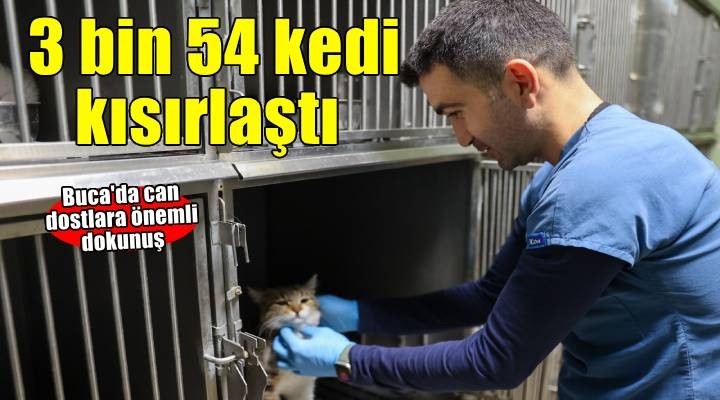 Buca’da 3 bin 54 sokak kedisi kısırlaştırıldı