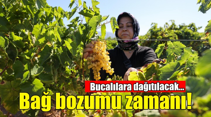 Buca’da bağ bozumu zamanı!