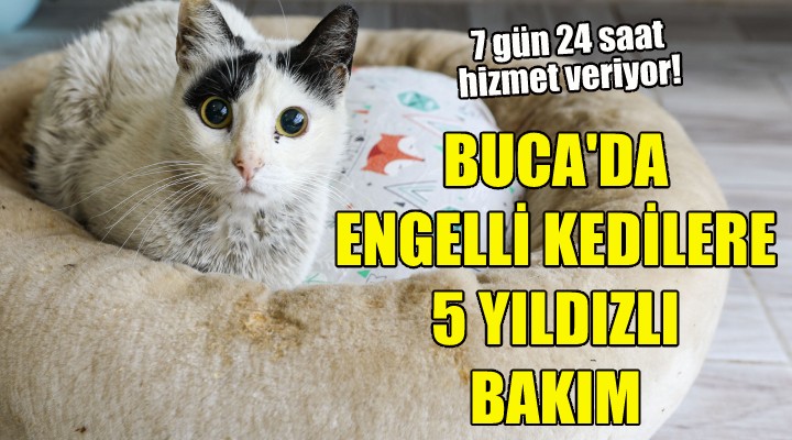 Buca’da engelli kedilere 5 yıldızlı bakım!