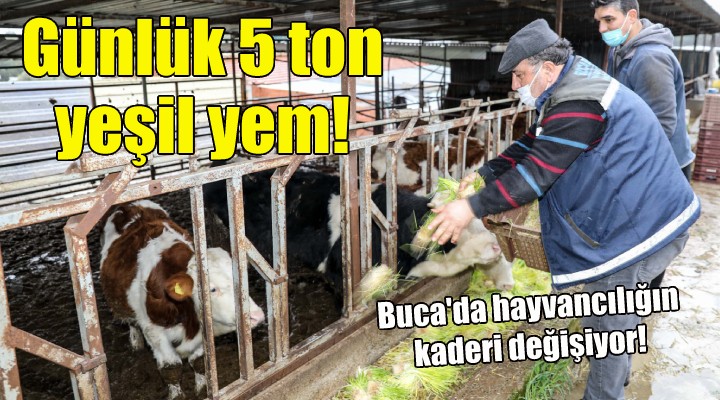 Buca’da günde 5 ton yeşil yem üretimi!