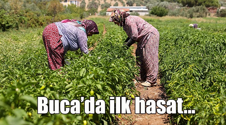 Buca’da üreticinin ilk hasat coşkusu