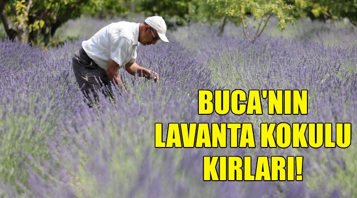 Buca’nın lavanta kokulu kırları!