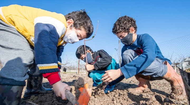 Büyükşehir den 363 bin meyve fidanı