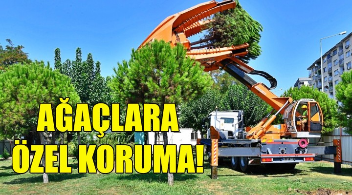 Büyükşehir den ağaçlara özel koruma!