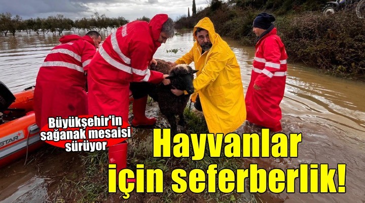Büyükşehir'in sağanak seferberliği sürüyor! Bergama'da hayvanlar kurtarıldı...