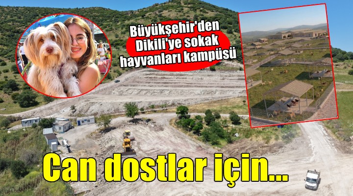 Büyükşehir’den Dikili’ye tam teşekküllü sokak hayvanları kampüsü