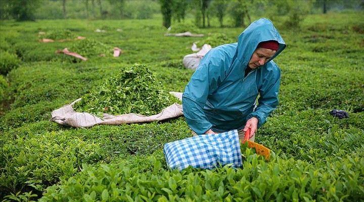 ÇAYKUR sezonun ilk 3 gününde 5 bin tonun üzerinde çay aldı