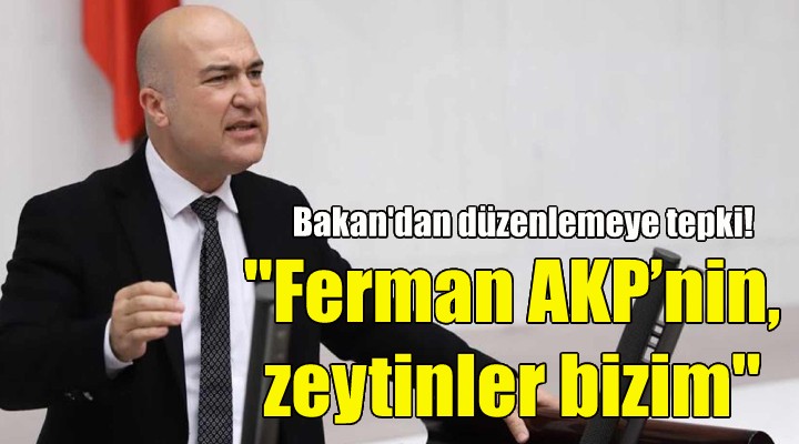 CHP li Bakan: Ferman AKP’nin, zeytinler bizim!