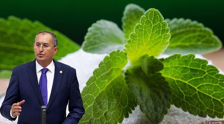 CHP li Sertel tepkili... ÇAYKUR da Stevia fiyaskosu!