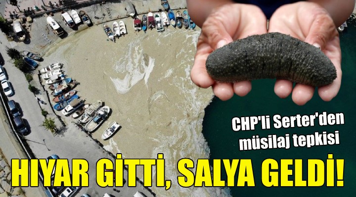 CHP li Serter den  deniz hıyarı  çıkışı!