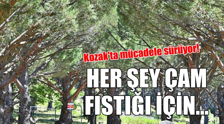 Çam fıstığı için mücadele sürüyor...