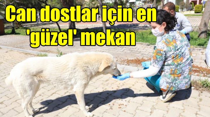 Can dostlar için en  güzel  mekan