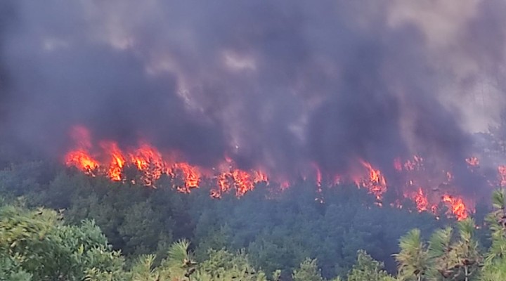 Çanakkale de orman yangını!