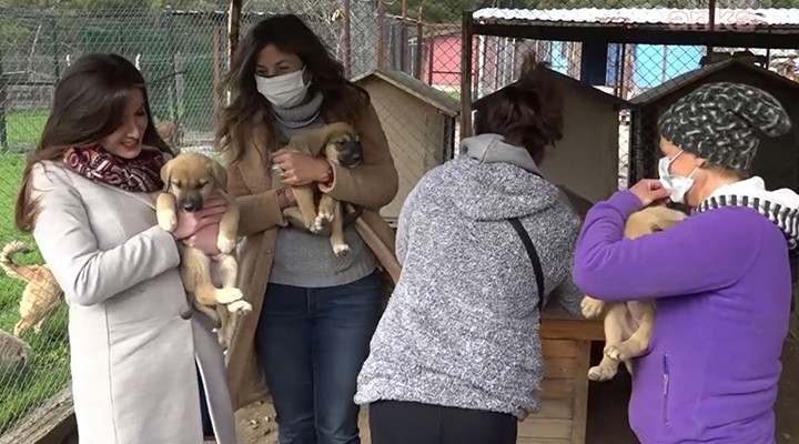 Çav Bella hakaretleri can dostlara mama oldu!