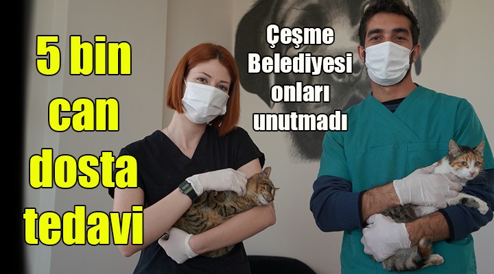 Çeşme Belediyesi, 5 bin can dostu tedavi etti