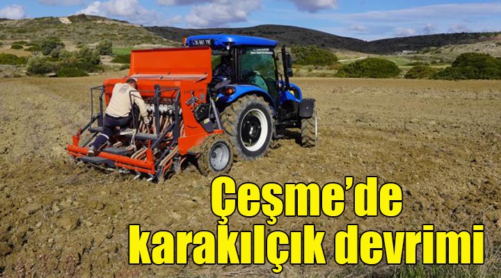 Çeşme Belediyesi, karakılçık buğdayı üretimine devam ediyor