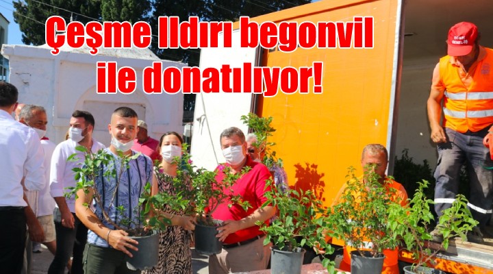 Çeşme Ildırı begonvil ile donatılıyor!