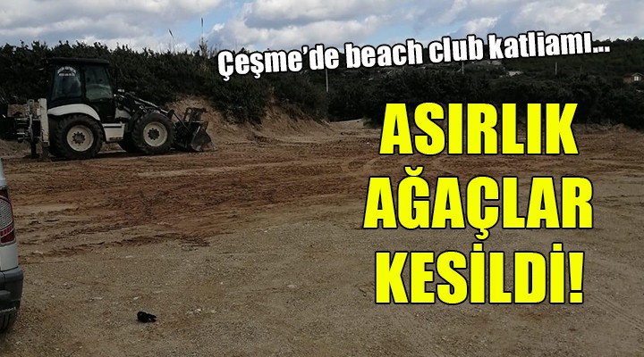 Çeşme de beach club için asırlık ağaçlar kesildi!