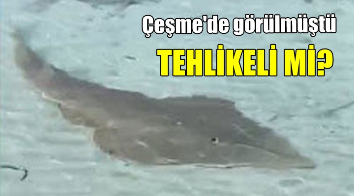 Çeşme de görülmüştü... Tehlikeli mi?