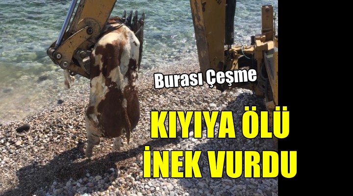 Çeşme de sahile ölü inek vurdu!