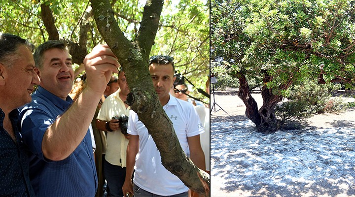 Çeşme de sakız hasadı başladı