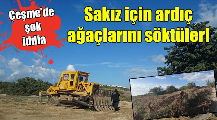 Çeşme de şok iddia..  Sakız için ardıçları söktüler!