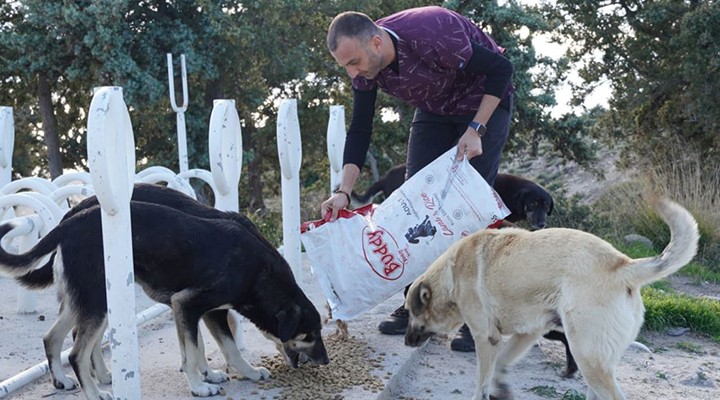 Çeşme de sokak hayvanları unutulmuyor