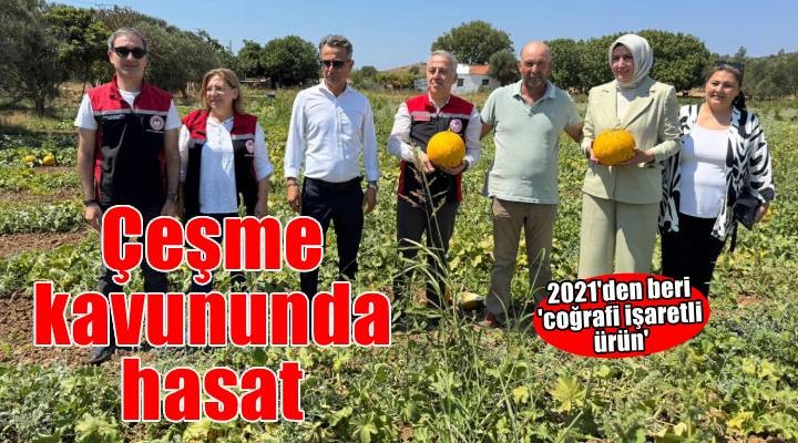 Çeşme kavununda hasat zamanı