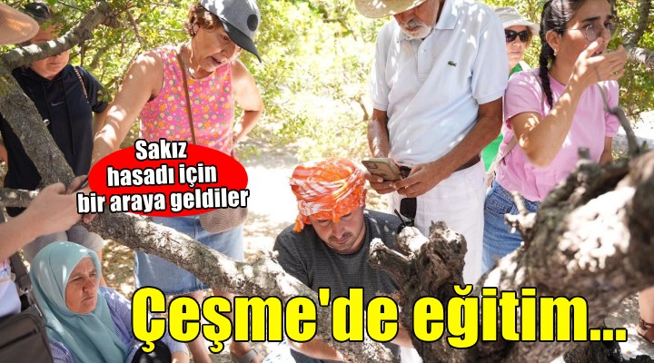 Çeşme’de sakız hasadı eğitimi...