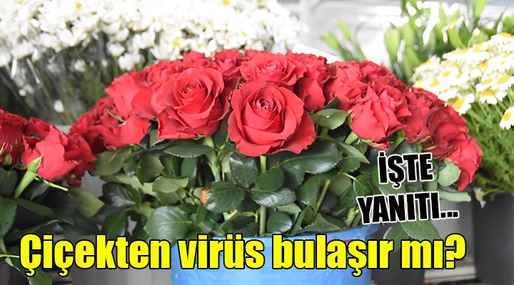 Çiçekten virüs bulaşır mı?