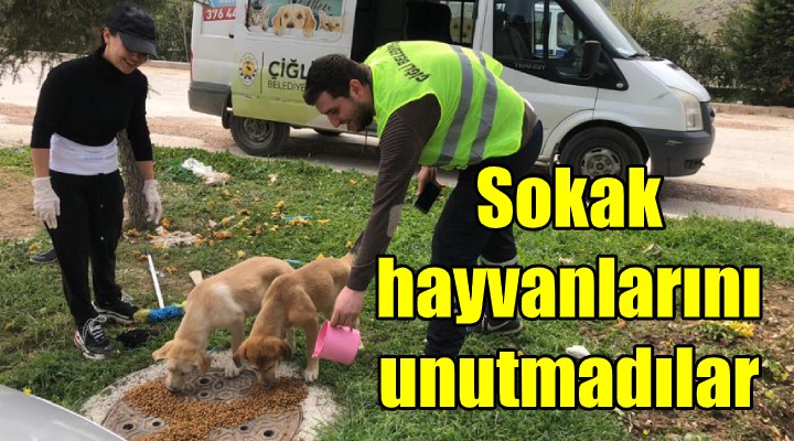 Çiğli Belediyesi sokak hayvanlarını unutmadı