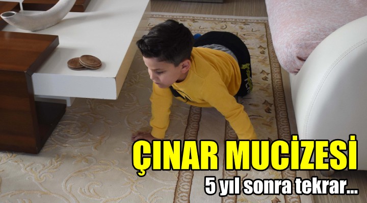 Çınar mucizesi! 5,5 yıl sonra ayağa kalktı!