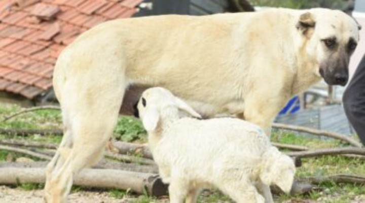 Çoban köpeği, kuzunun ‘süt annesi’ oldu