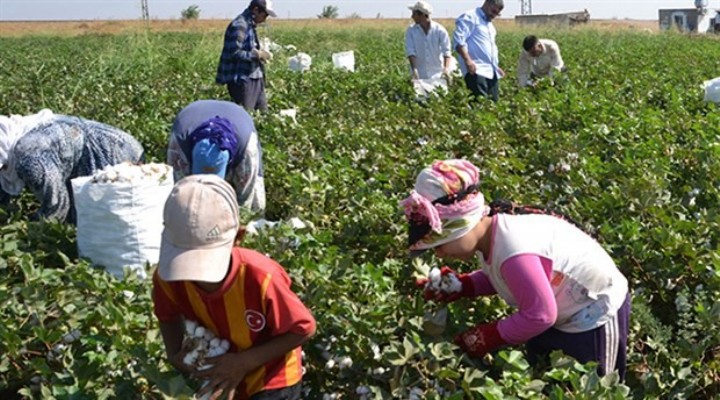 Çocuk işçi ölümlerinde korkunç tablo