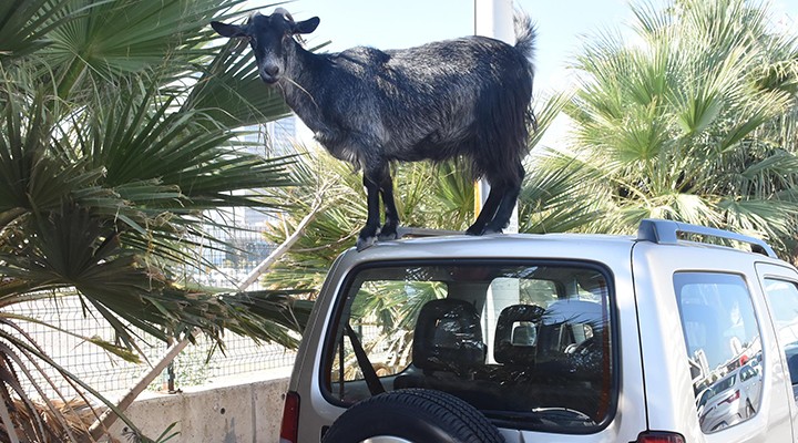 Dağ keçisi değil, araba keçisi!