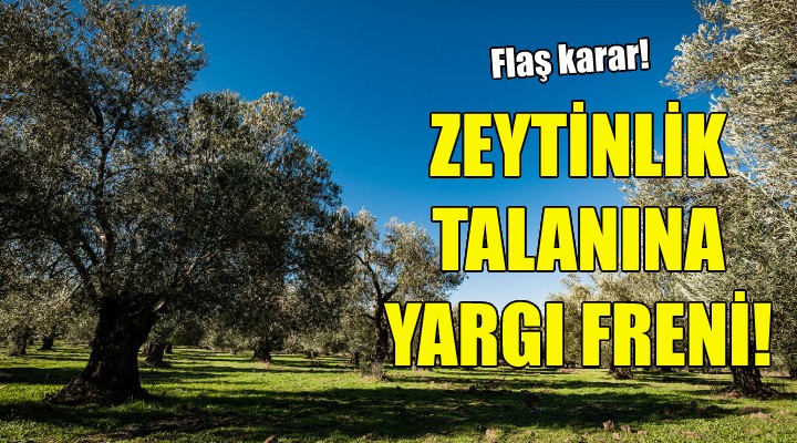 Danıştay zeytinlik talanına  dur  dedi!