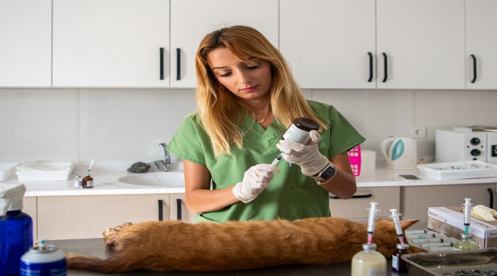 Davutlar Mahallesi Kedi Kısırlaştırma Merkezi ne ilgi her geçen gün artıyor