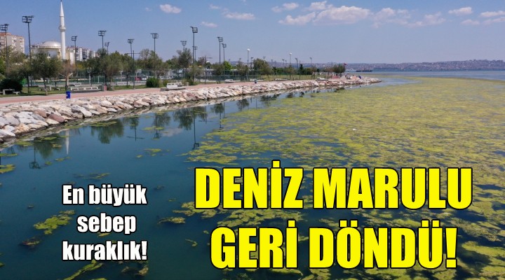 Deniz marulu geri döndü!