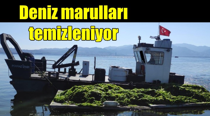 Deniz marulları temizleniyor