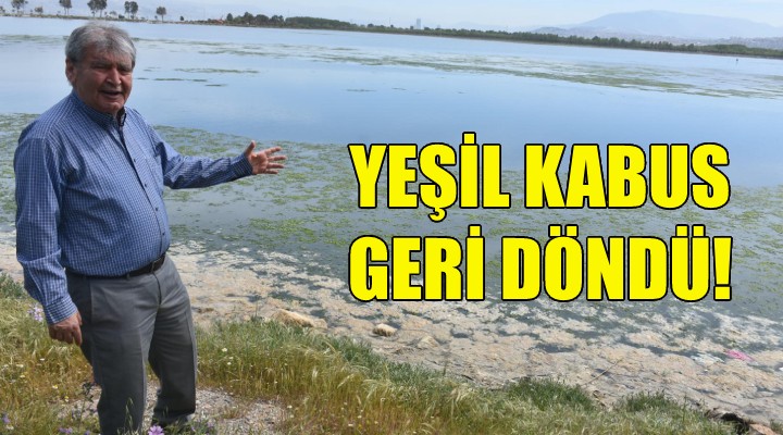 Deniz marulu kabusu geri döndü!