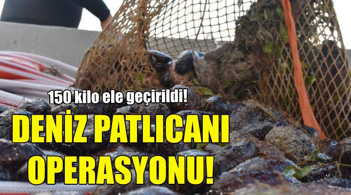 İzmir de deniz patlıcanı operasyonu!