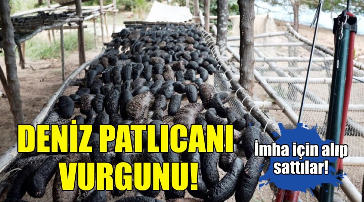 Deniz patlıcanı vurgunu!