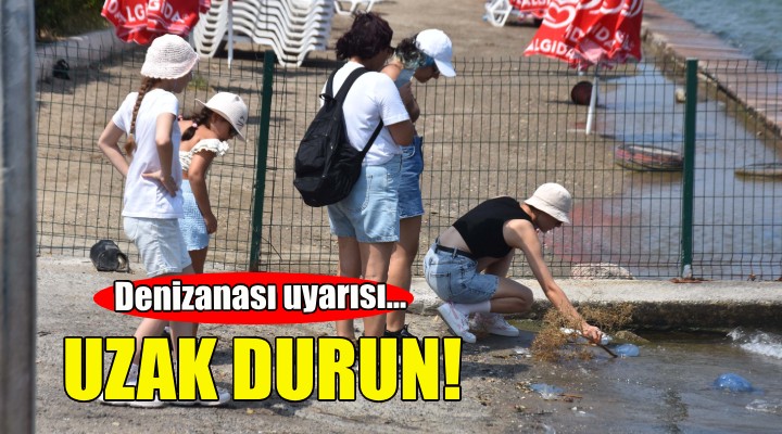 Denizanası uyarısı: Uzak durun!